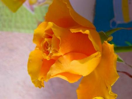 rose jaune janvier 2007
