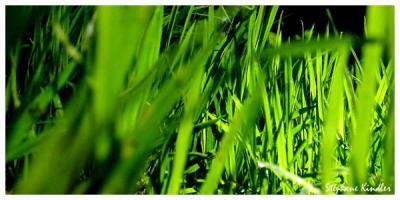 vert vert j'aime le vert