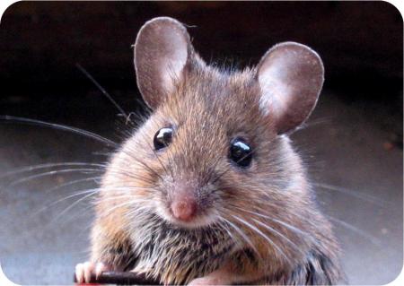 mon animal prefere