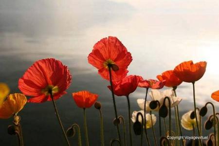 compt a rebour ....